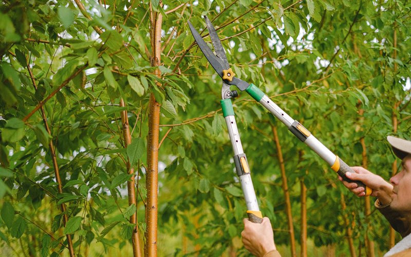 Tree trimming in De Ruyter, NY