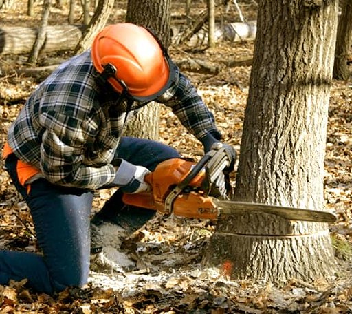 Tree Removal in De Ruyter, NY